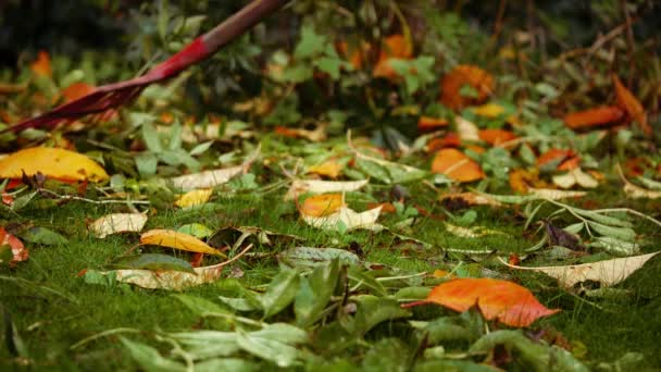 Zgrabianie Jesiennych Liści Ogrodzie Średniej Strzał Selektywny Ostrość — Wideo stockowe