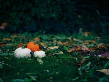 Sonbaharda taze balkabağı hasadı geniş açılı seçici odaklanma sağlar.