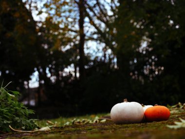 Sonbaharda taze balkabağı hasadı geniş açılı seçici odaklanma sağlar.