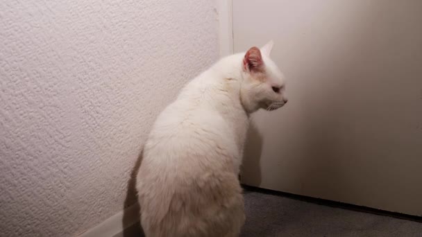 Λευκή Γάτα Περιμένει Στην Πόρτα Για Αφήσει Έξω Μεσαίου Πυροβόλησε — Αρχείο Βίντεο