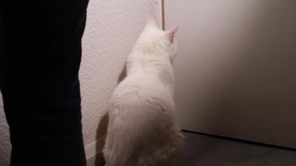 4Kの中型ショットスローモーション選択フォーカスを出すためにドアで待っている白猫 — ストック動画