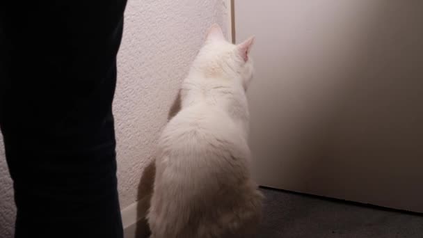 Λευκή Γάτα Περιμένει Στην Πόρτα Για Αφήσει Έξω Zoom Μεσαίου — Αρχείο Βίντεο