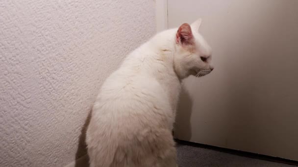 Белая Кошка Ждет Двери Выпустить Средний Зум Съемки Селективного Фокуса — стоковое видео