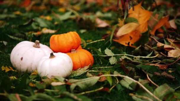 Raking Autumn Leaves Pumpkin Patch Medium Shot Selective Focus — Stock Video