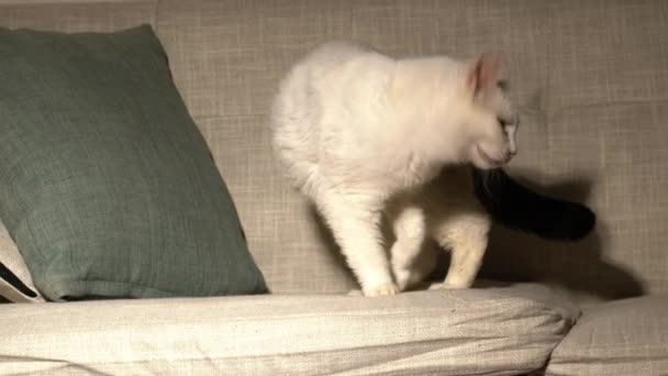 Λευκή Γάτα Κάνει Κρεβάτι Στο Σπίτι Καναπέ Μέτριο Zoom Shot — Αρχείο Βίντεο