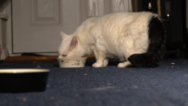 ホワイト猫は家庭の中型ズームショット選択的な焦点でボウルから食べる — ストック動画