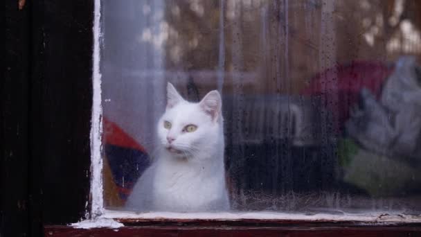 Gato Branco Porta Quer Sair Foco Zoom Movimento Lento Médio — Vídeo de Stock