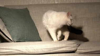 Beyaz kedi ev kanepesinde yatar. Orta boy. 4k seçici odak noktası.