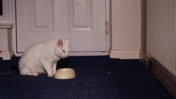 White Cat Enjoying Eating Food Bowl Home Medium Shot Selective — Stock Video