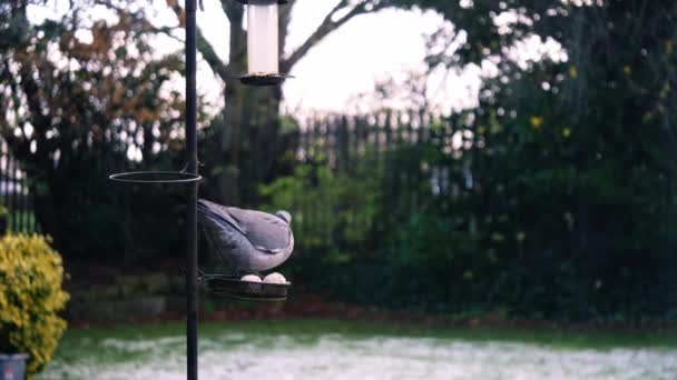 Pigeon Garden Bird Table Medium Slow Motion Selective Focus — Stock Video