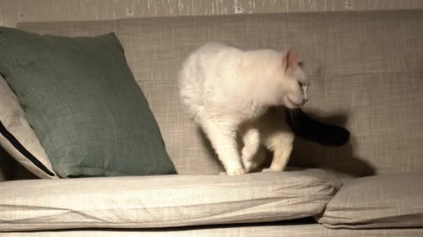 Λευκή Γάτα Κάνει Κρεβάτι Στο Σπίτι Καναπέ Μέσο Πυροβόλησε Επιλεκτική — Αρχείο Βίντεο