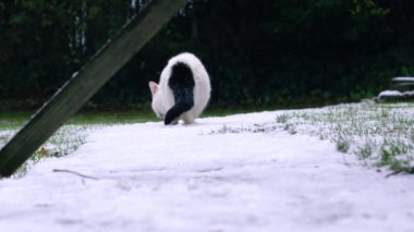 Başıboş beyaz kedi, kışın yiyecek arar. Karlı havada zoom yapar. Yavaş çekim seçici odaklanma.