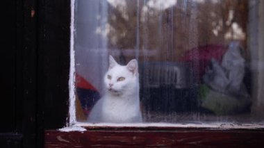 Kapıdaki beyaz kedi dışarı çıkmak istiyor. Orta yavaş çekim 4k seçici odaklanma.