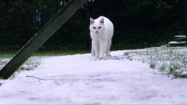 Gato Blanco Invierno Nieve Medio Cámara Lenta Enfoque Selectivo — Vídeos de Stock