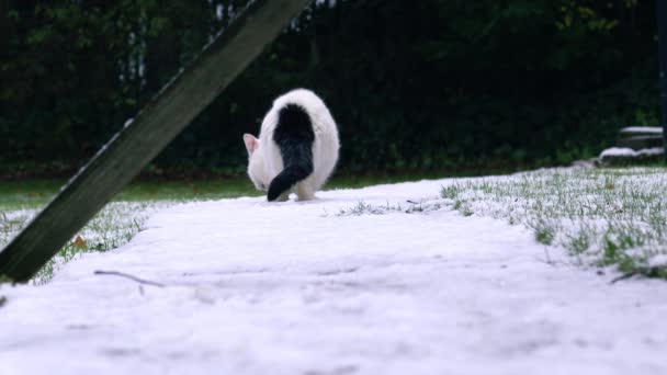Streunende Weiße Katzen Suchen Winter Nach Futter Breit Zeitlupe Selektiver — Stockvideo