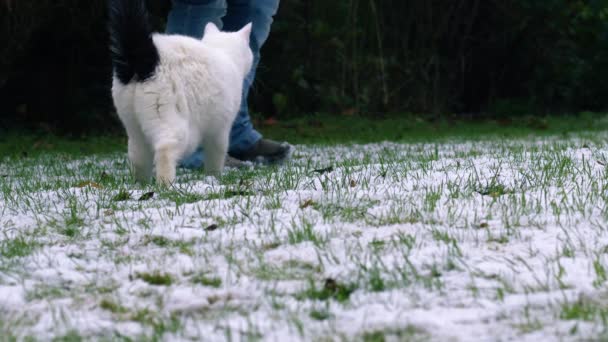 Gato Blanco Nieve Invierno Con Mascota Propietario Medio Cámara Lenta — Vídeo de stock
