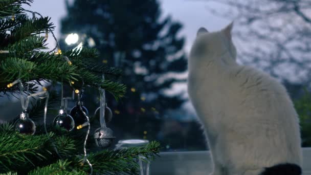 Χριστουγεννιάτικο Δέντρο Λευκό Κατοικίδιο Ζώο Γάτα Κοιτάζοντας Έξω Από Παράθυρο — Αρχείο Βίντεο