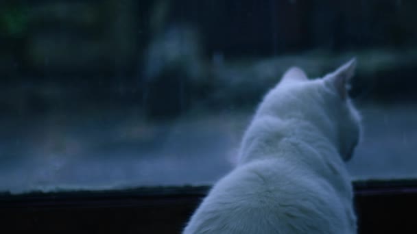 白猫望着窗外 雪下得越来越近 慢动作变焦选择性聚焦 — 图库视频影像