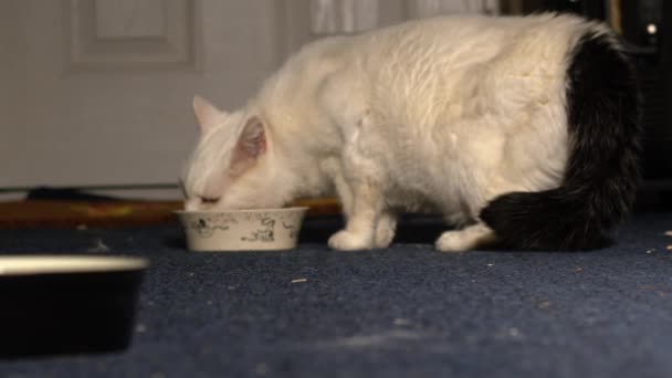 自宅の中型ズームショット選択フォーカスでボウルから食べ物を楽しむホワイト猫 — ストック動画