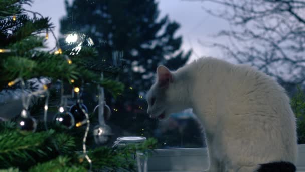 Witte Huisdier Kat Snuiven Kerstboom Venster Medium Schot Slow Motion — Stockvideo