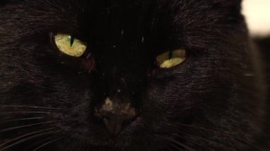 İçerik Erkek Kara Kedi kameraya bakar. Yakın plan. Yavaş çekim seçici odaklanma. 