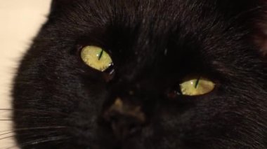 İçerik Erkek Kara Kedi kameraya bakar. Yakın plan. Yavaş çekim seçici odaklanma. 
