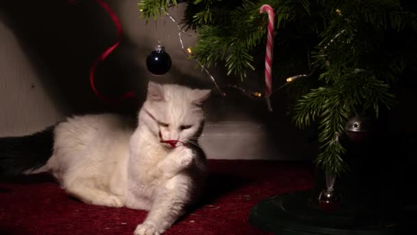 文字列媒体4Kショットスローモーション選択的な焦点で遊ぶ白いペット猫とクリスマスツリー — ストック動画