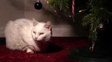 Beyaz kedi Noel ağacının altında oturur. Orta boy. Yavaş çekim seçici odak noktası.