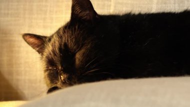 Mutlu Erkek Kara Kedi kanepenin üzerinde dinleniyor. 4 km yavaş çekimde seçici odaklanma. 