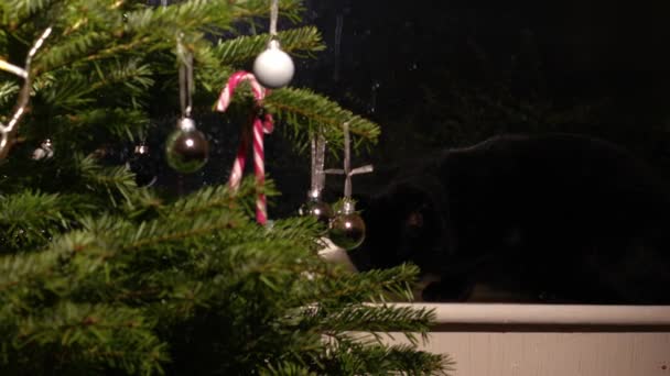 Julgran Med Svart Husdjur Katt Tittar Genom Fönstret Medium Skott — Stockvideo