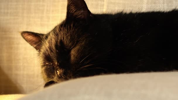 Contenuto Happy Male Black Cat Poggia Divano Medium Slow Motion — Video Stock
