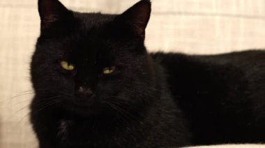 İçerik Erkek Kara Kedi kamera portresine bakar yavaş çekim seçici odak 