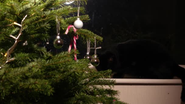 Χριστουγεννιάτικο Δέντρο Μαύρο Κατοικίδιο Ζώο Γάτα Κοιτάζοντας Έξω Από Παράθυρο — Αρχείο Βίντεο