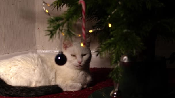 Λευκό Κατοικίδιο Ζώο Γάτα Snoozes Κάτω Από Χριστουγεννιάτικο Δέντρο Μέσο — Αρχείο Βίντεο