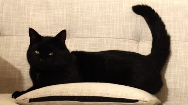 Contenido Feliz Macho Gato Negro Descansa Sofá Medio Cámara Lenta — Vídeos de Stock