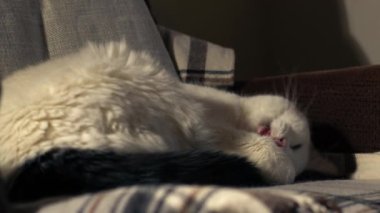 Sıcak, beyaz bir kedi sandalyede uyuyor ve seçici odaklanmış bir şekilde uyanıyor.