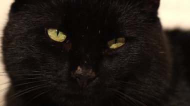 İçerik Erkek Kara Kedi kameraya bakar. Yakın plan 4k yavaş çekim seçici odaklanma. 