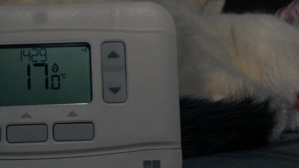 中央加热恒温器 猫睡在4K的背景下 特写娃娃投篮选择焦点 — 图库视频影像