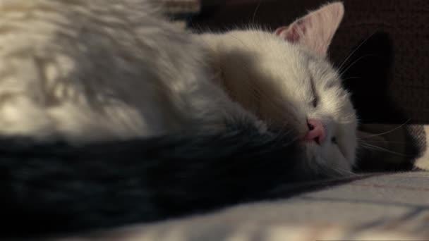 Mysig Vit Sällskapsdjur Katt Sover Stol Närbild Dolly Skott Selektivt — Stockvideo