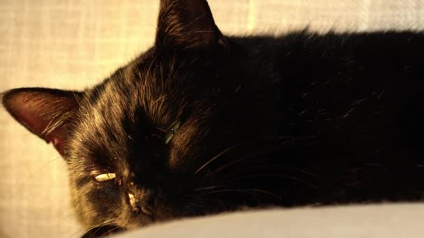 Content Happy Male Black Cat Rests Sofa Medium Zoom Slow — Stock Video