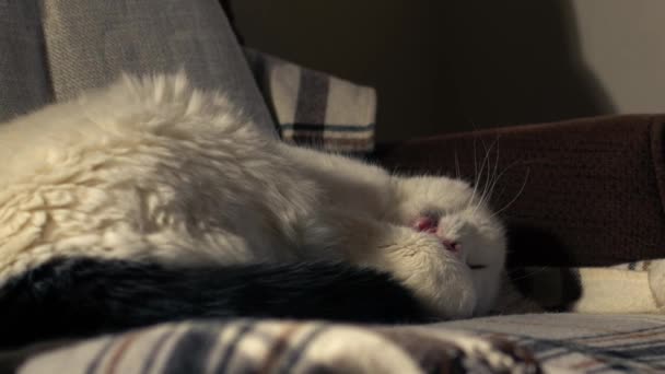 Confortable Chat Blanc Dormant Dans Chaise Moyenne Poupée Mise Point — Video
