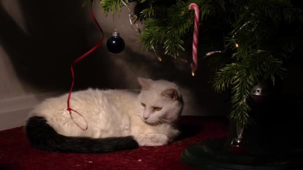Árvore Natal Com Gato Estimação Branco Jogando Com Fio Médio — Vídeo de Stock