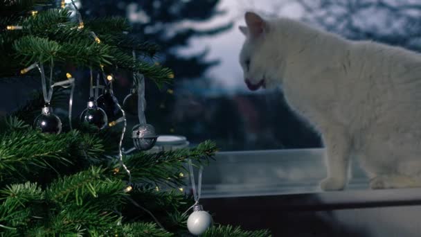 圣诞树上 一只白色的宠物猫从窗户向外张望 中等焦距拍摄慢动作选择性焦距 — 图库视频影像