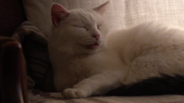 Aconchegante Gato Animal Estimação Branco Dormindo Cadeira Zoom Médio Dolly — Vídeo de Stock