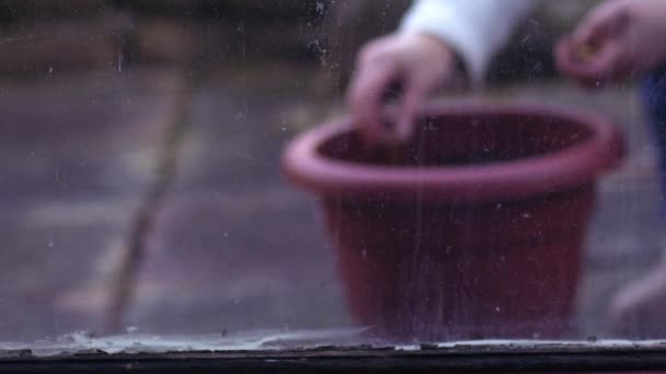 庭師は 窓の中の遅い動きのズームショット選択的な焦点を視野を通して植物の鍋に球根を植える — ストック動画