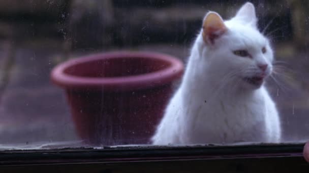 White Cat Door Wants Come Close Slow Motion Selective Focus — Vídeo de Stock