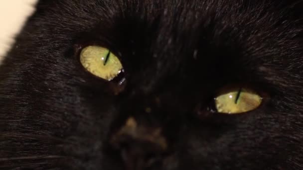 Content Male Black Cat Looks Camera Close Portrait Zoom Slow — Stock Video