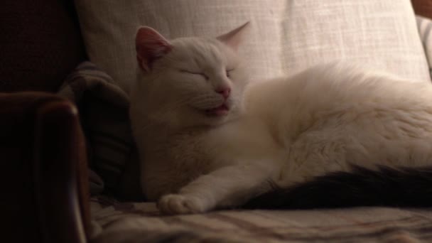 Cozy White Pet Cat Sleeping Chair Medium Dolly Shot Selective — Stock Video