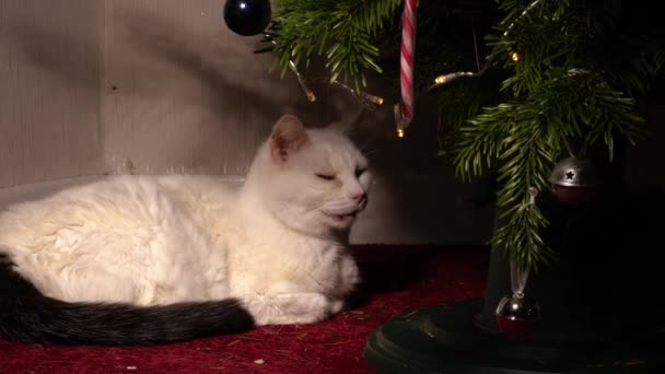 白色宠物猫在圣诞树下打盹中变焦镜头慢动作选择性聚焦 — 图库视频影像