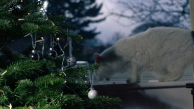 Pencereden dışarı bakan beyaz kedili Noel ağacı. 4k. Yavaş çekim seçici odak noktası.